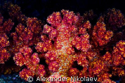 Soft coral, Musandam, Oman. Canon 40D, SIGMA 50 mm macro. by Alexander Nikolaev 
